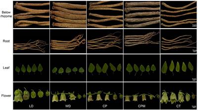 Integrated widely targeted metabolomics and network pharmacology revealed quality disparities between Guizhou and conventional producing areas of Codonopsis Radix
